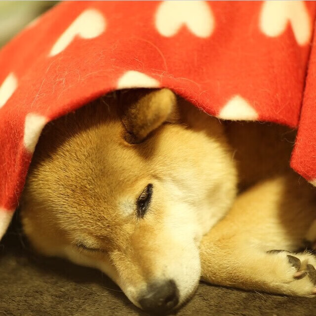 中超赛季中段总结攻防两端见成长,中超新赛季规则争冠和降级