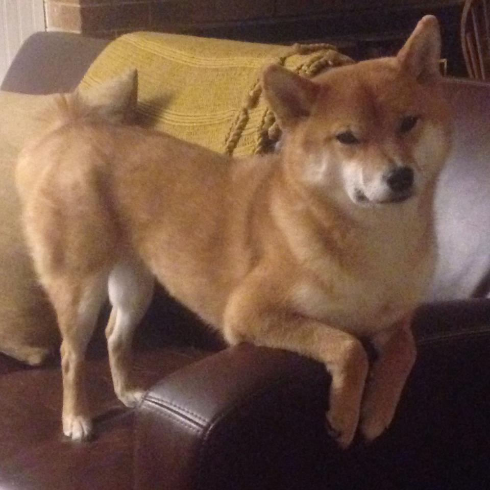 互联网+青训平台“走出去”,助推行业国际合作新突破,青年 互联网