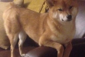 AYX体育-互联网+青训平台“走出去”，助推行业国际合作新突破，青年 互联网