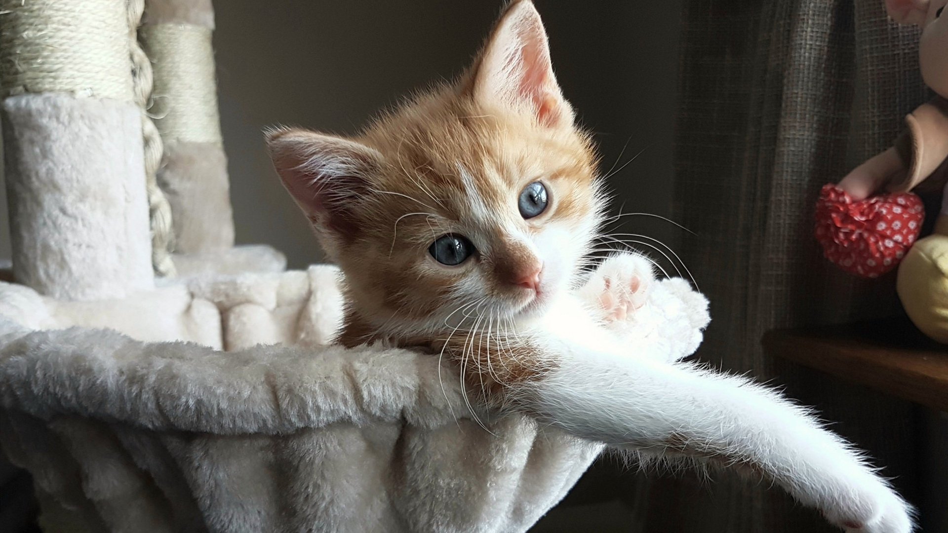 决战沙滩排球：阳光海岸的激情碰撞，沙滩排球冠军赛